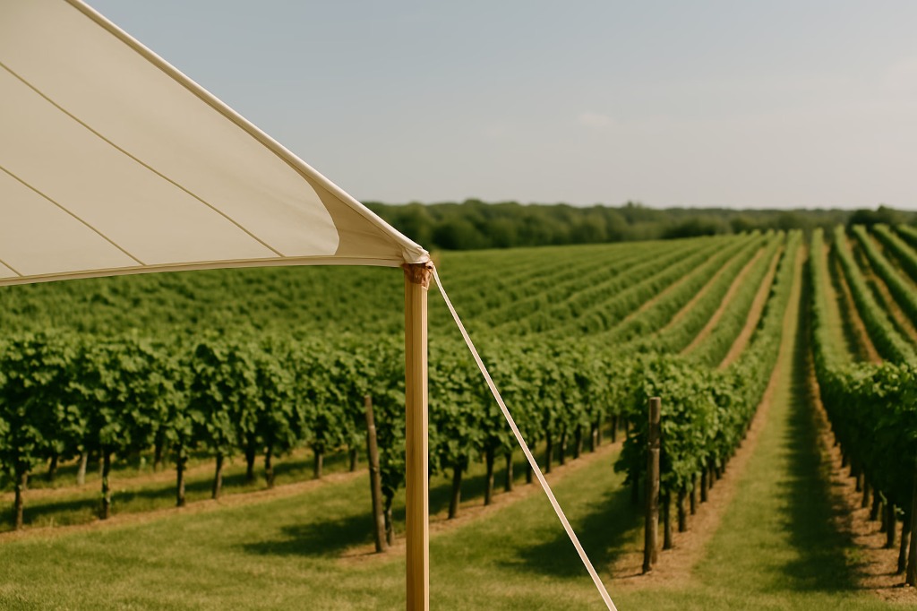 Texas Corners Estates vineyard rows